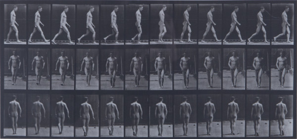 Animal Locomotion Plate 1 by Eadweard Muybridge