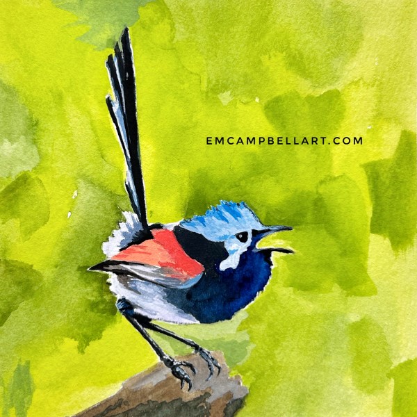 Fairy Wren by Em Campbell