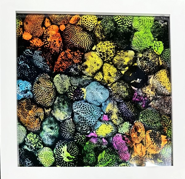 Coral in Living Color 1 (framed) by Bonnie Levinson