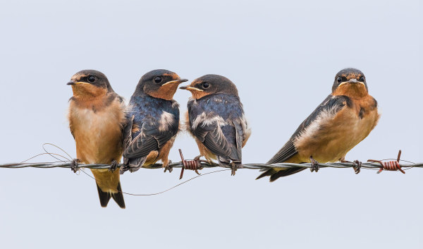 Barn Swallows (Framed photograph) by Bob Leggett